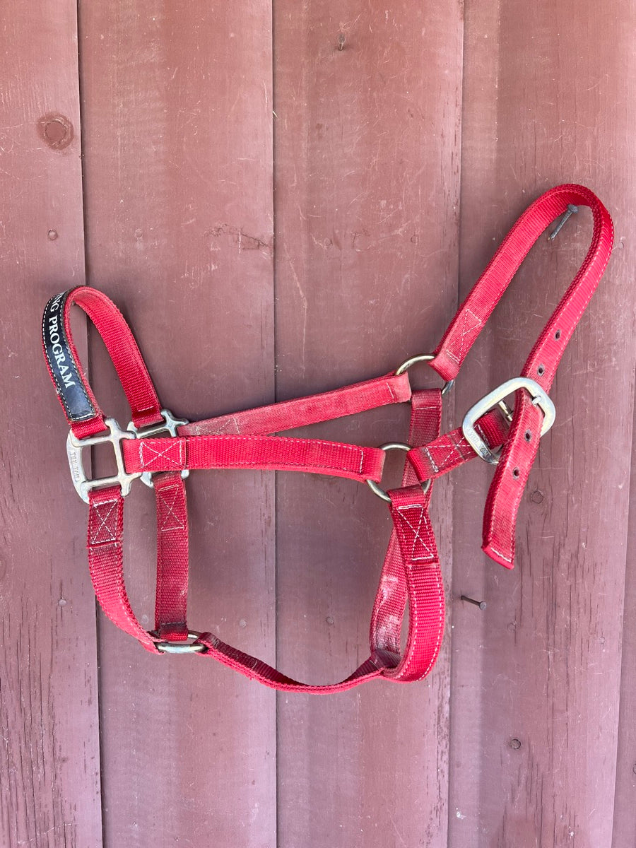 Red 1 in Nylon AQHA Horseback Riding Program Western Horse Halter     HL1124