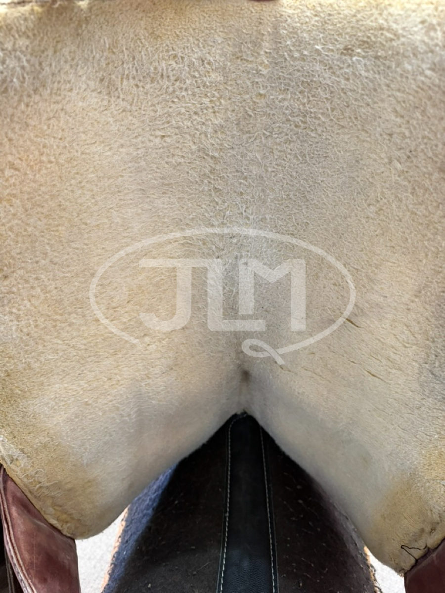 14" Bob Marshall Sports Saddle by Circle Y Treeless Barrel Saddle