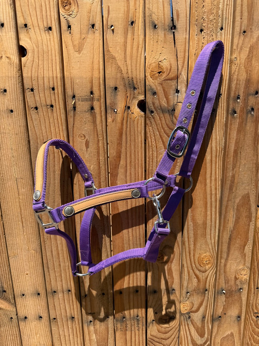 Purple Nylon Horse Halter with Leather Accents Small Silver Conchos       HL1155