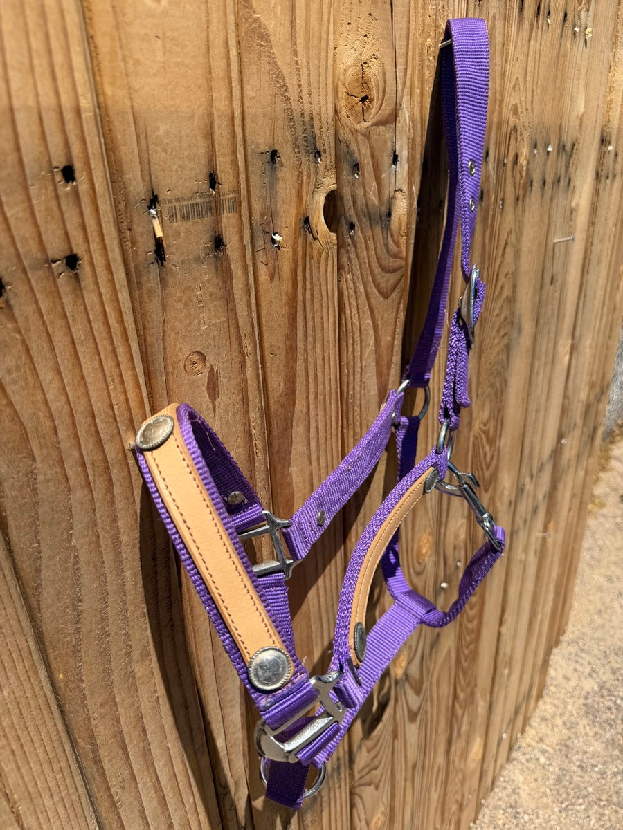 Purple Nylon Horse Halter with Leather Accents Small Silver Conchos       HL1155