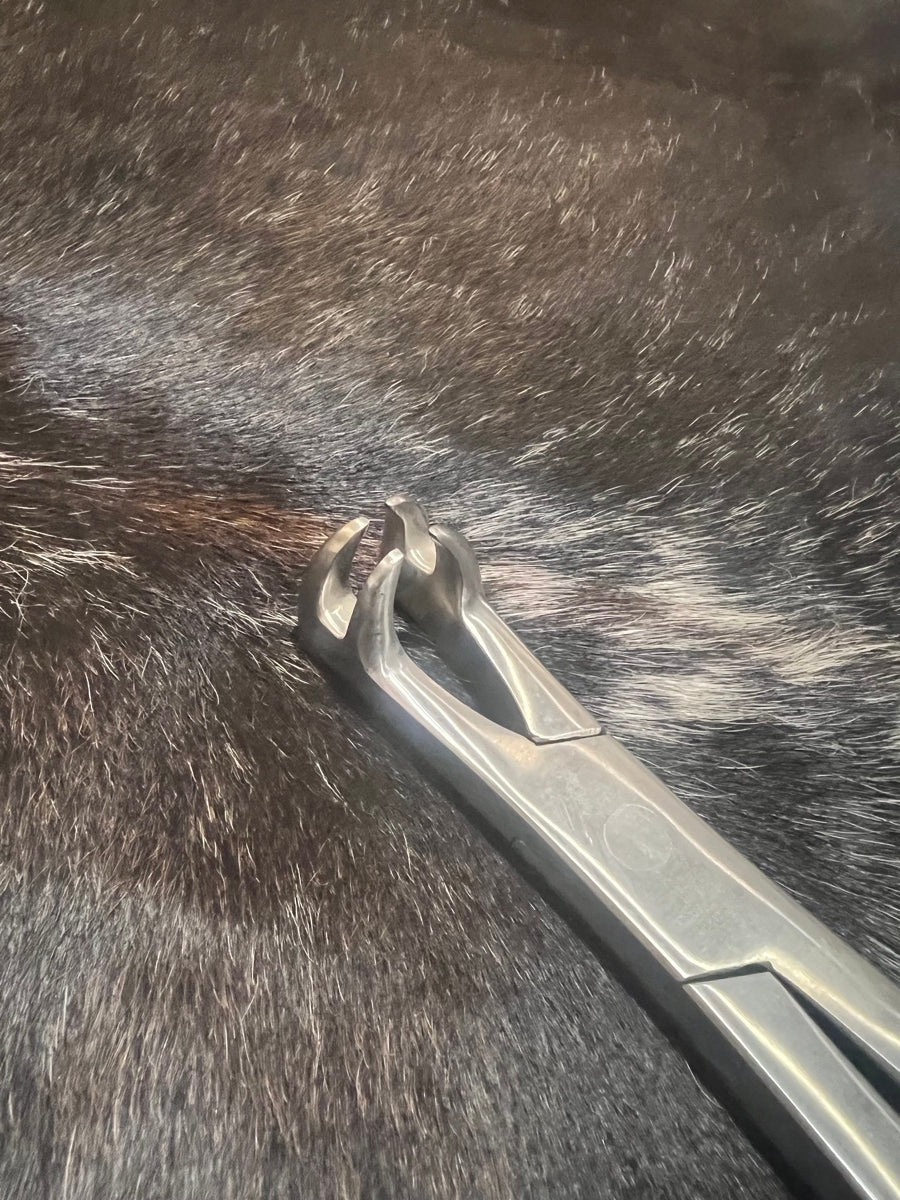 12" Equine Dental Pony Four Prong Molar Forceps    DNT1115